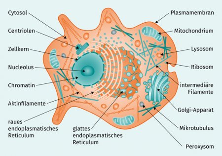 Komplexe Infografik Eukaryotische Zelle Eucyte