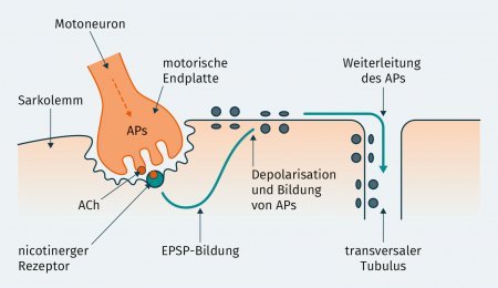 Medizinische Darstellungen