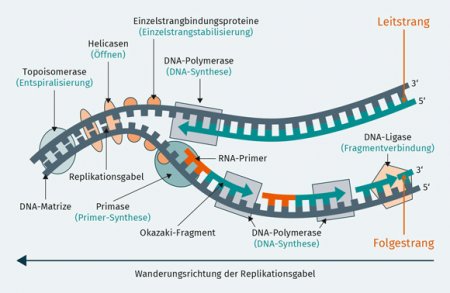 Medizinische Grafiken