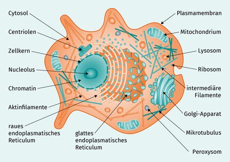 Komplexe Infografiken Eukaryotische Zelle Eucyte